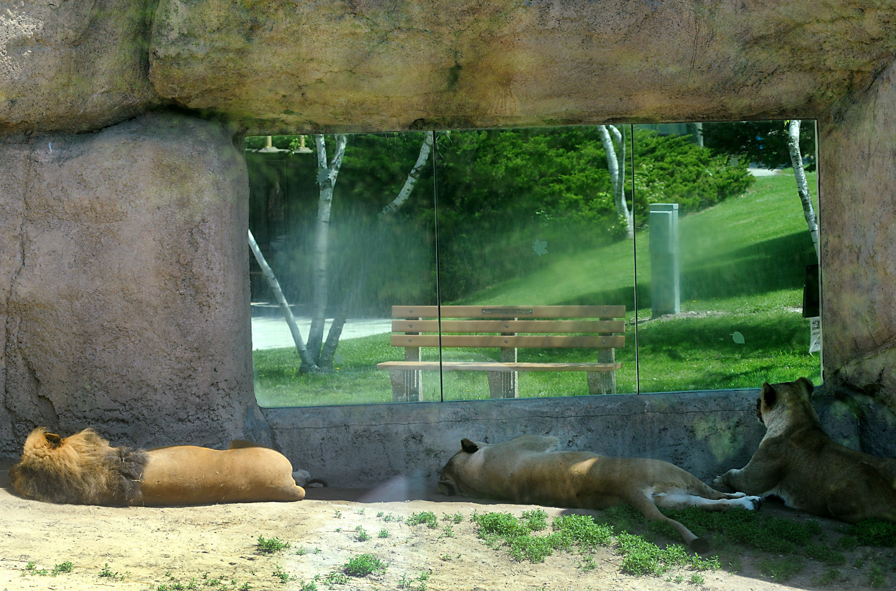 Lions, tigers, and bears...